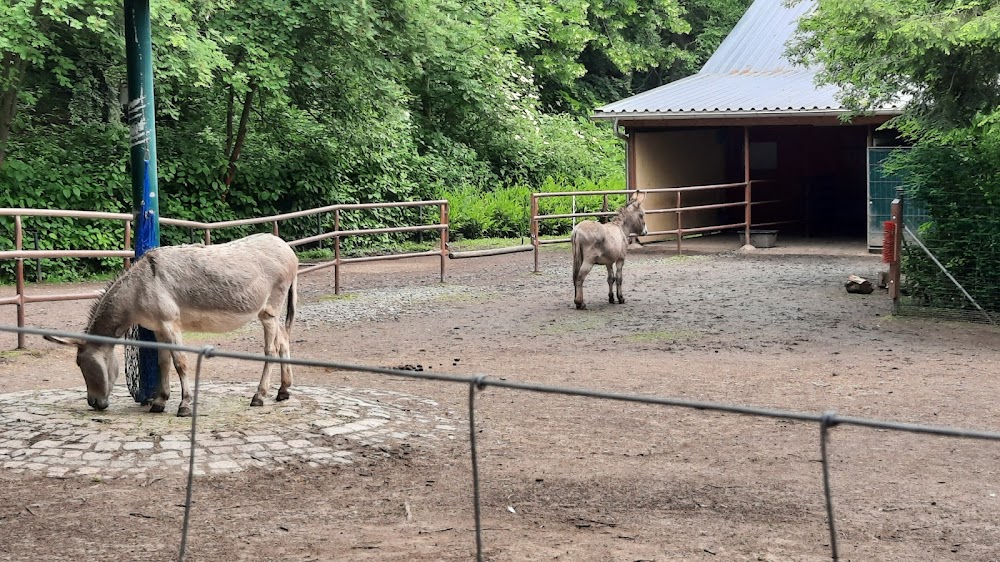 Tiergehege im Sahnpark – Bild 5
