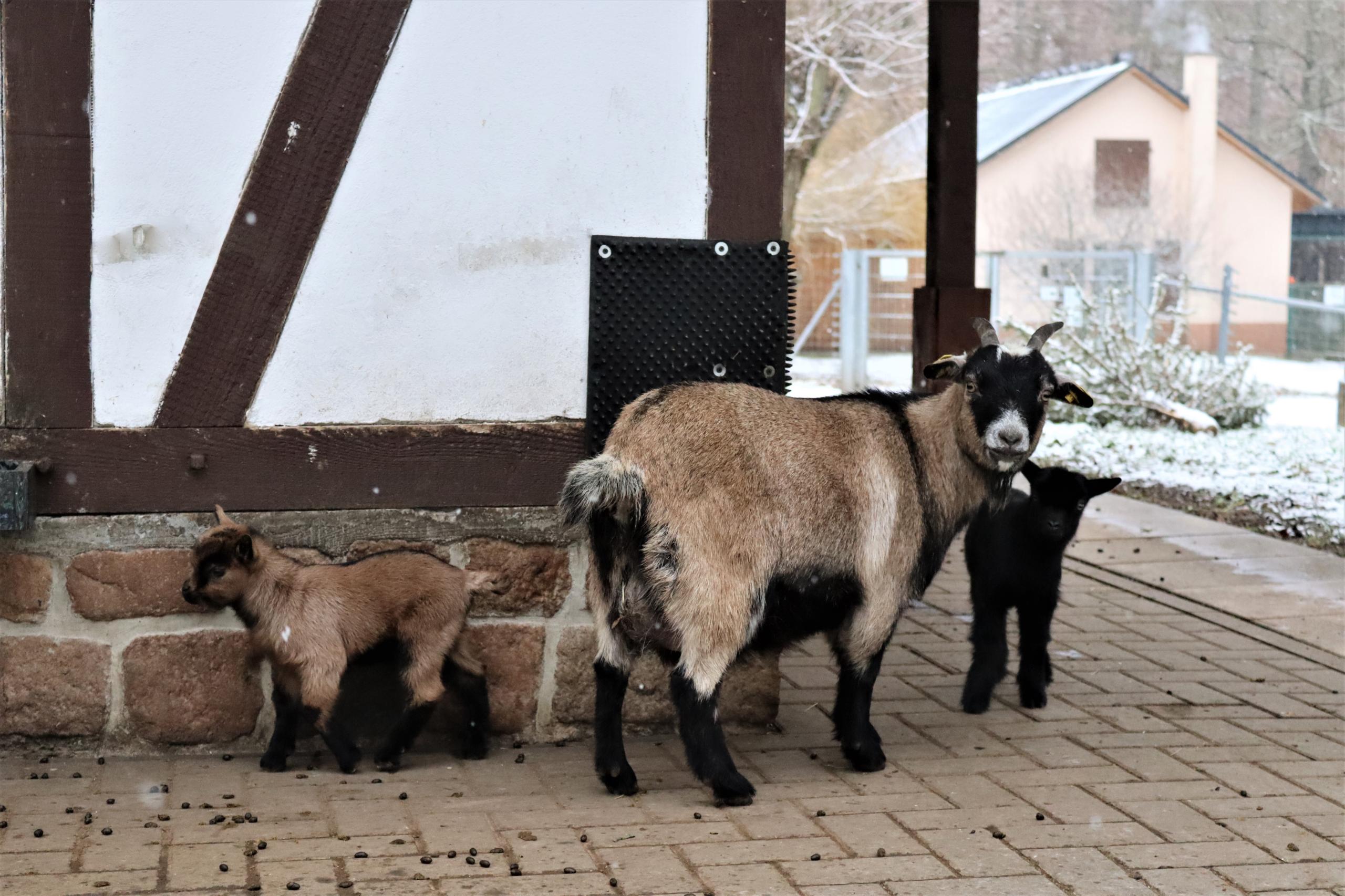 Tiergehege im Sahnpark – Bild 6