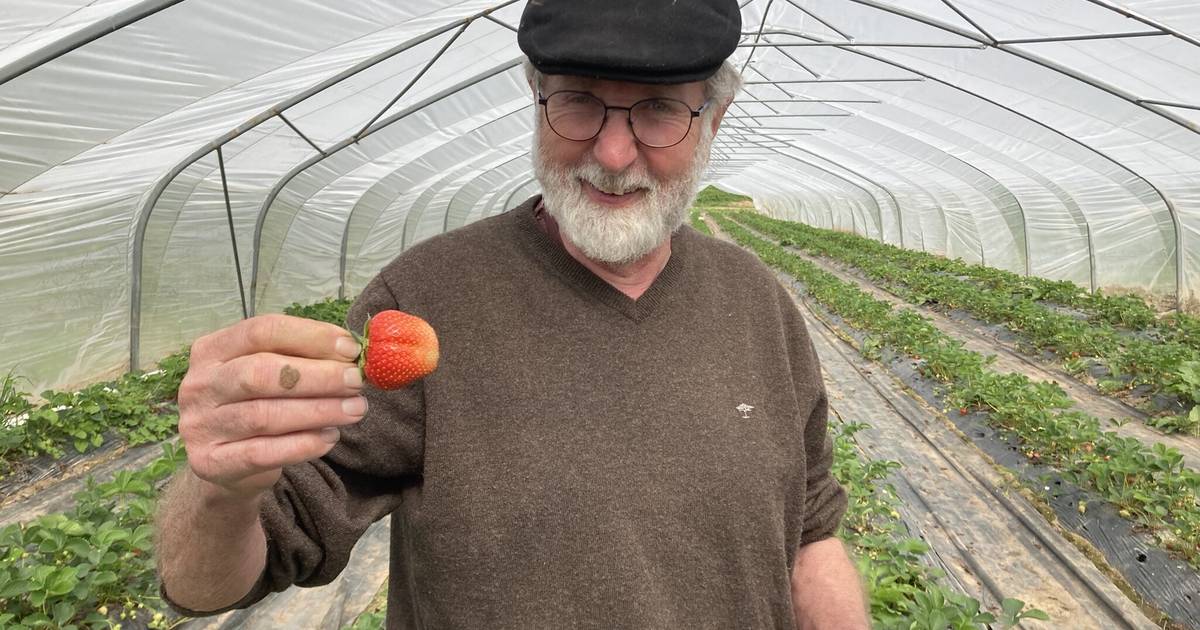 Bauer Greif Straßenverkauf – Bild 2