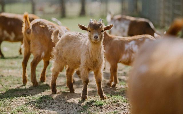 Tierpark Klosterwald – Bild 2