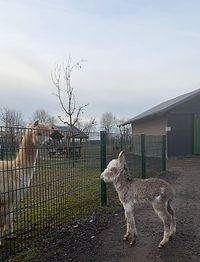 Tierpark Klosterwald – Bild 3