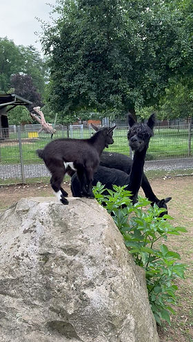 Tierpark Klosterwald – Bild 5