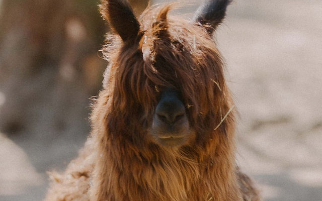 Tierpark Klosterwald – Bild 6