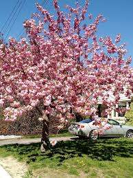 Sunnylea Park – Bild 3