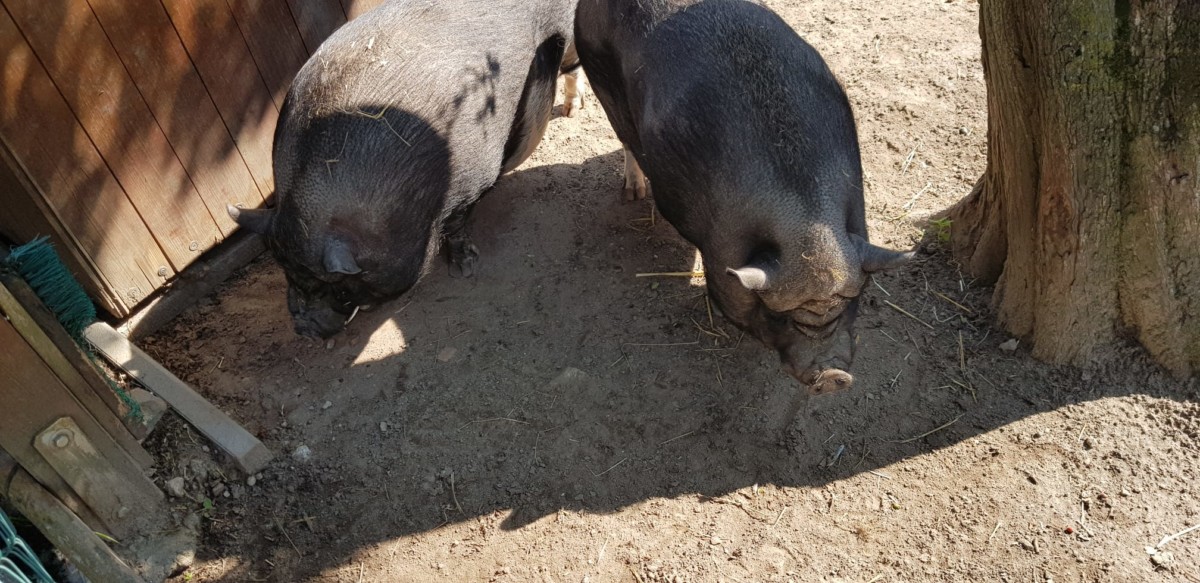 AWO Kinder- u. Jugendbauernhof (geöffnet für Kinder ab 6 Jahren, ohne Begleitung der Eltern) – Bild 3