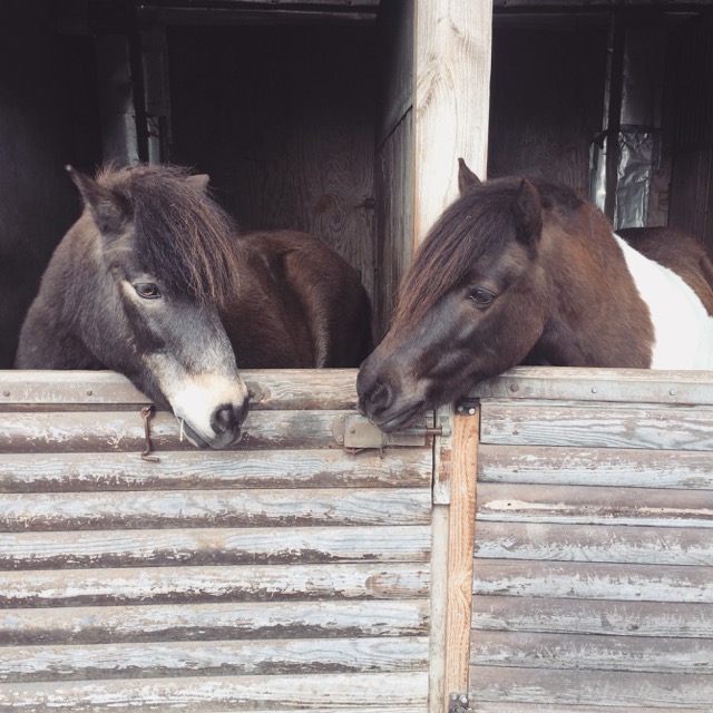 AWO Kinder- u. Jugendbauernhof (geöffnet für Kinder ab 6 Jahren, ohne Begleitung der Eltern) – Bild 6