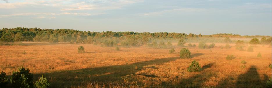 Stendaler Stadtforst – Bild 1