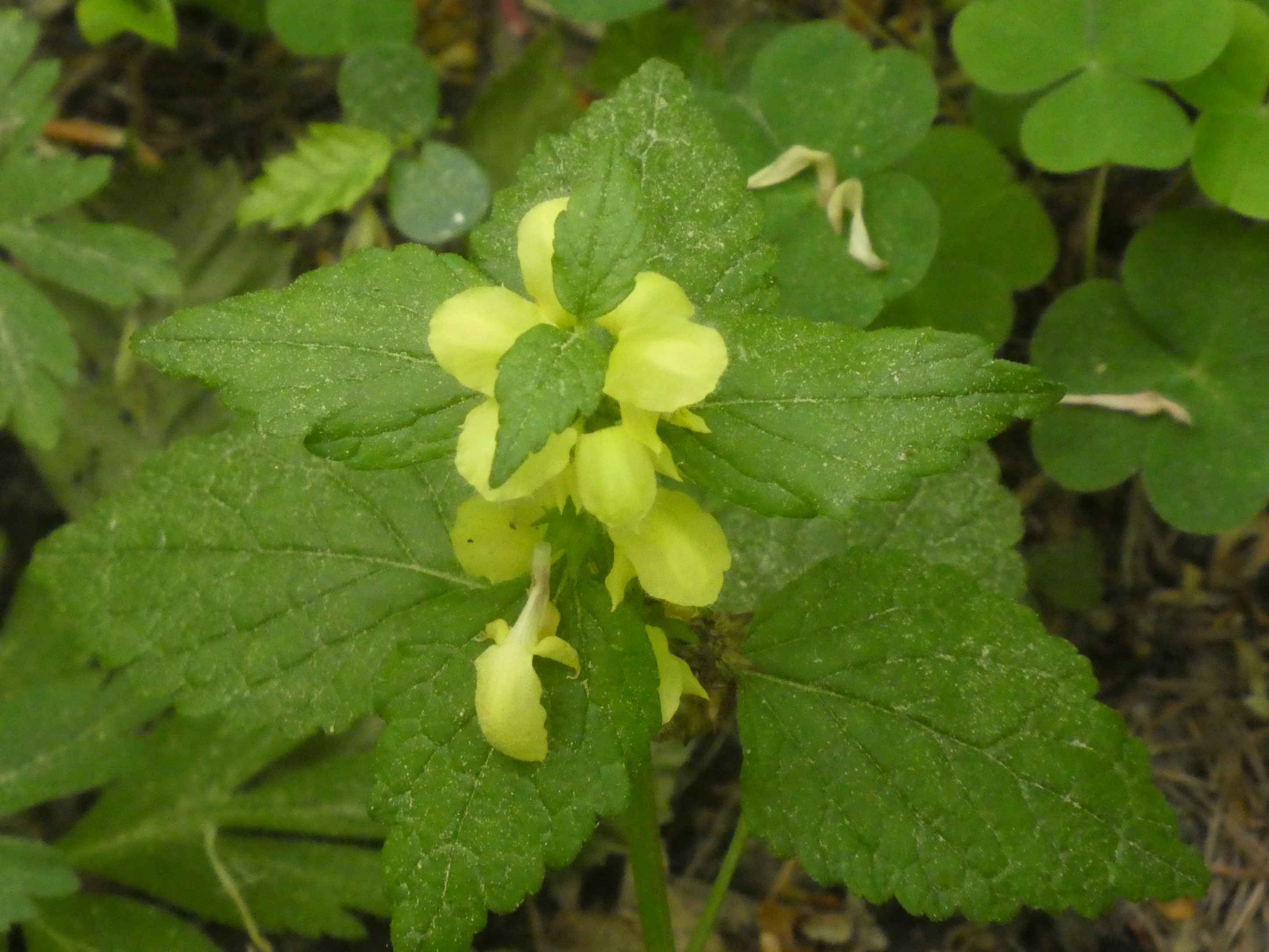 Stendaler Stadtforst – Bild 6