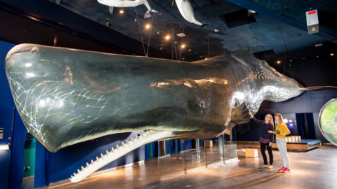 Nationalpark-Zentrum Multimar Wattforum – Bild 4