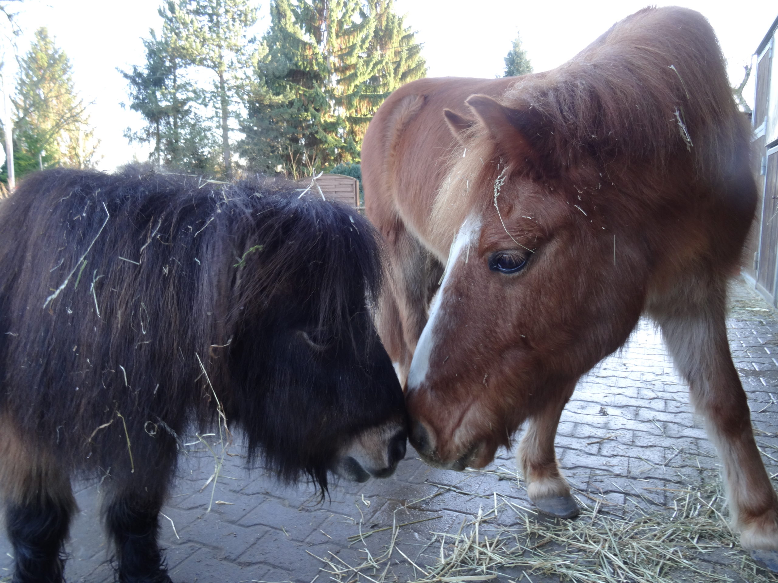 Kinderbauernhof – Bild 2