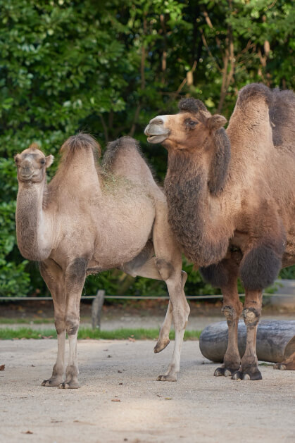 Zoo Krefeld gGmbH – Bild 5