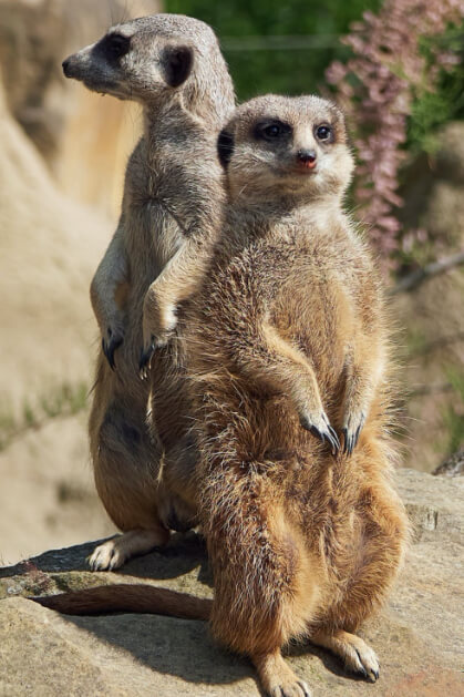 Zoo Krefeld gGmbH – Bild 6