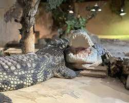 Reptilia Vaughan – Bild 2