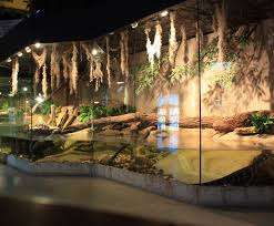 Reptilia Vaughan – Bild 3