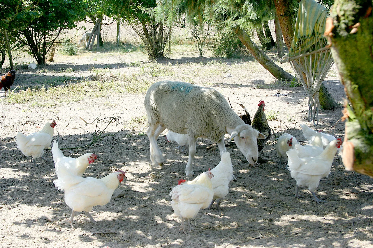 Biohof am Jakobsweg – Bild 2