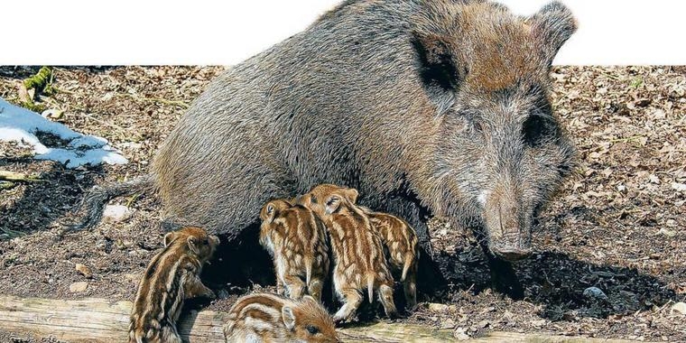 Möllner Wildpark – Bild 6