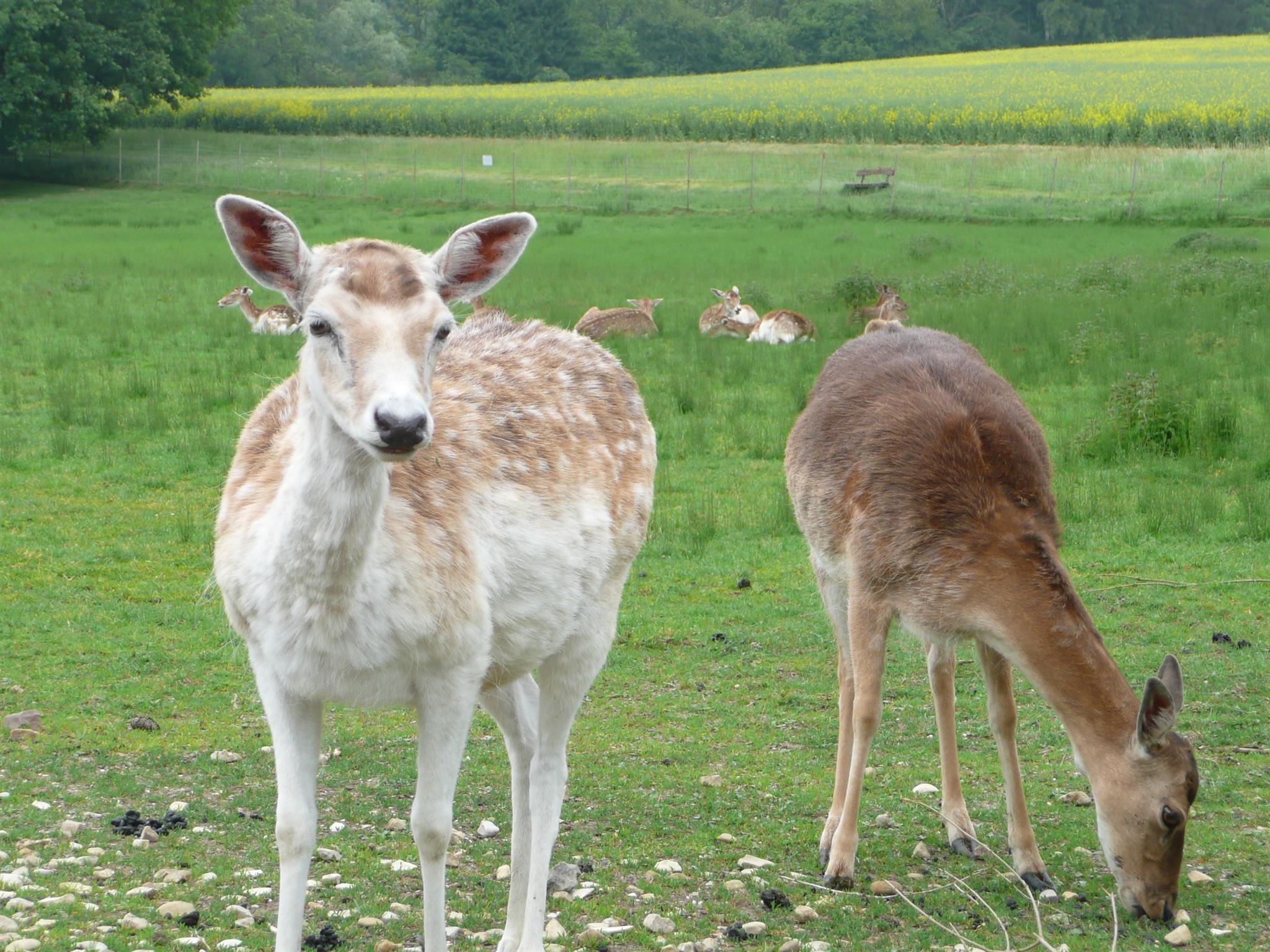 Wildgehege Landschaftsgarten Bad Salzuflen – Bild 2
