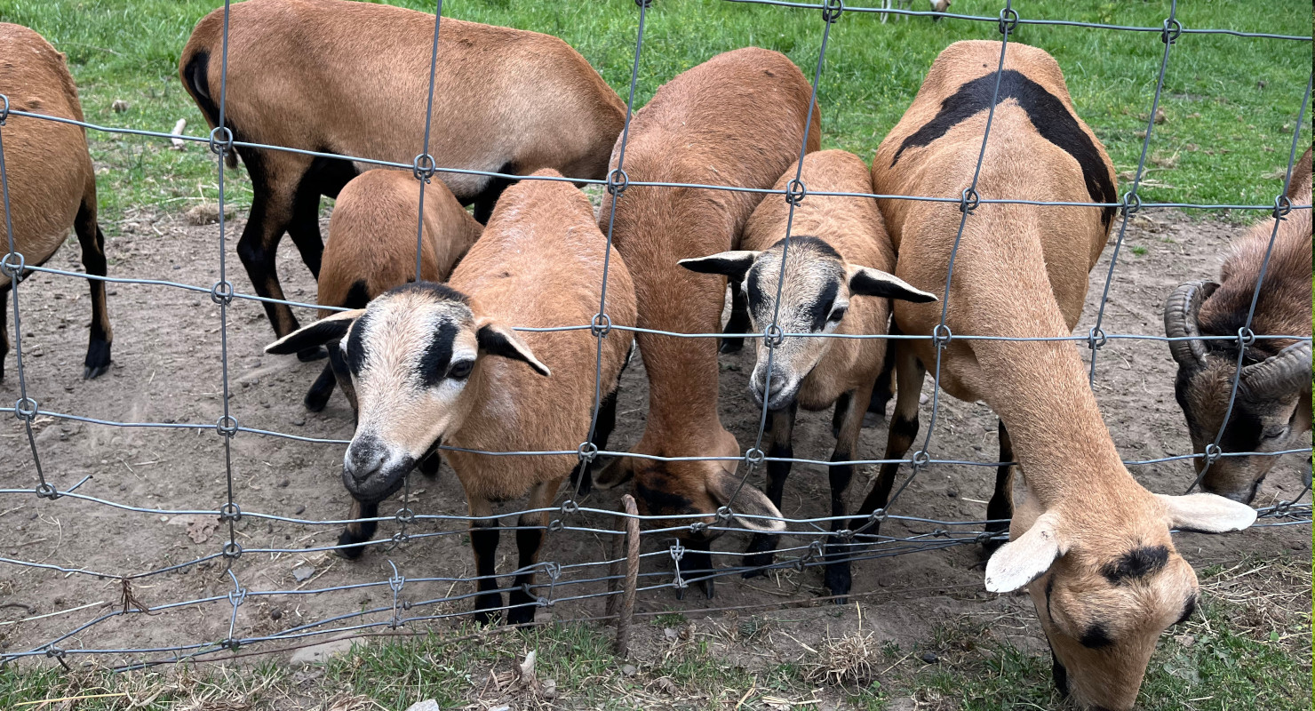 Wildgehege Landschaftsgarten Bad Salzuflen – Bild 3