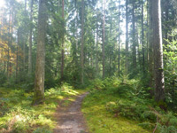 Waldpfad In Zwei Ebenen – Bild 3