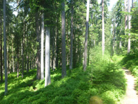 Waldpfad In Zwei Ebenen – Bild 4