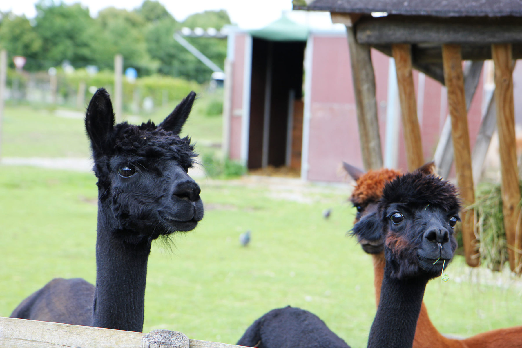Streichelzoo Hofgut Domäne – Bild 2