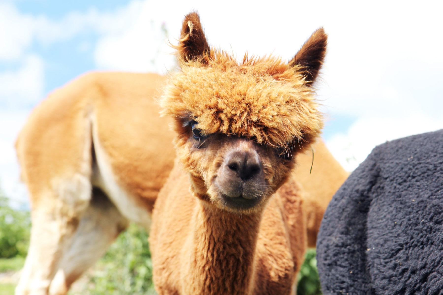 Streichelzoo Hofgut Domäne – Bild 3