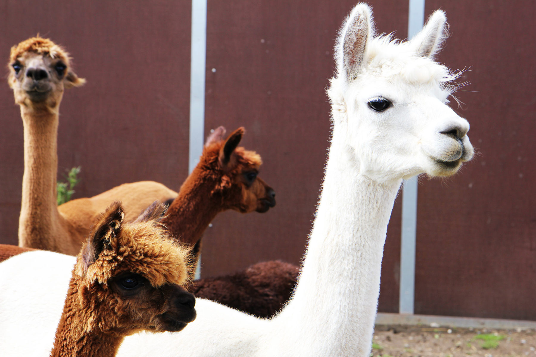 Streichelzoo Hofgut Domäne – Bild 5