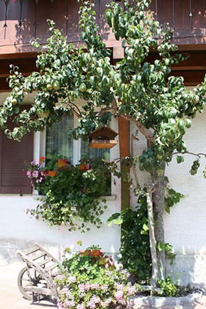 Ferienhof Rauer – Bild 4