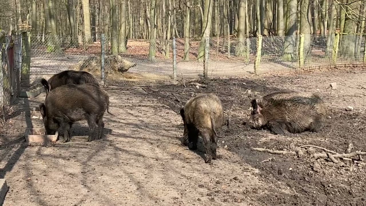 Tiergehege Tannenberg – Bild 2