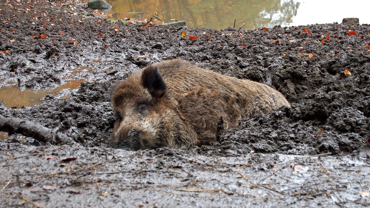 Tiergehege Tannenberg – Bild 5