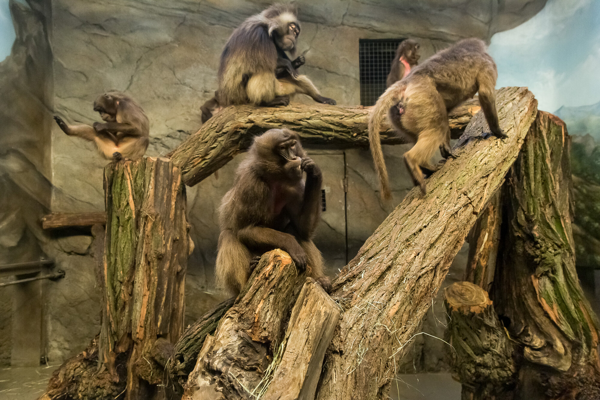 Affenhaus – Bild 5
