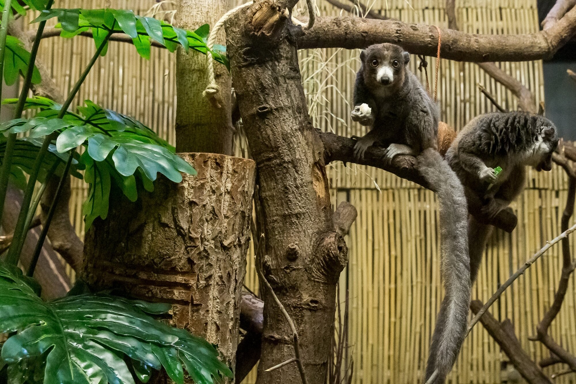 Affenhaus – Bild 6