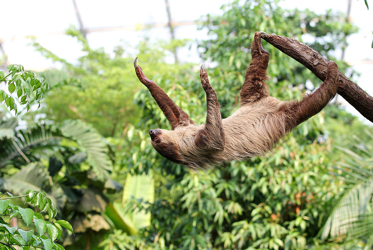 Gondwanaland – Bild 2