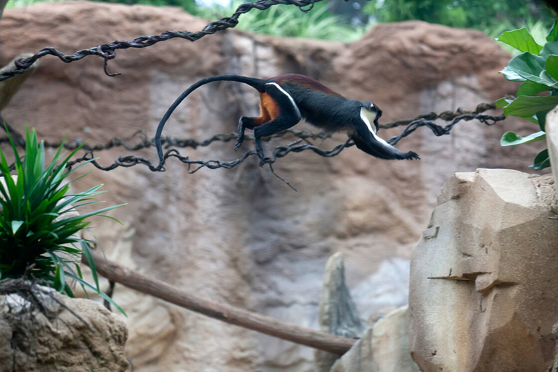 Gondwanaland – Bild 3