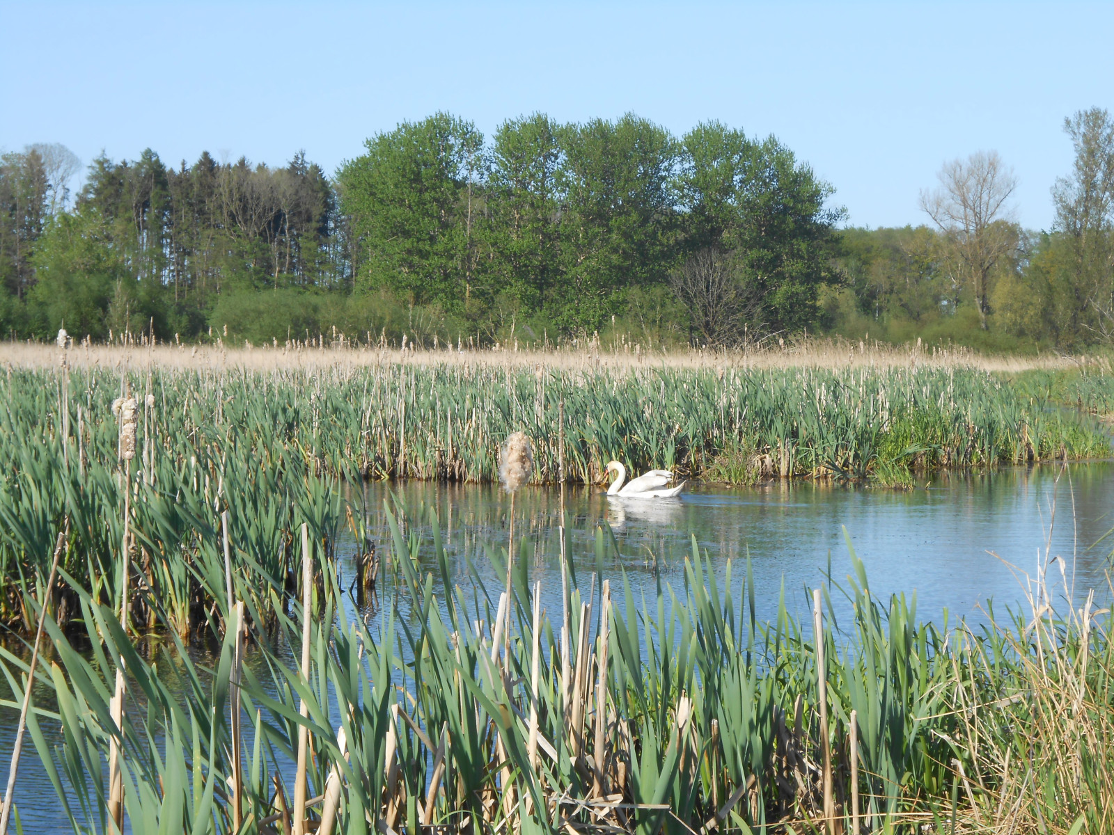 Brenner Moor – Bild 4