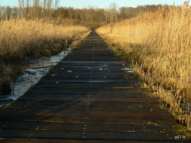 Brenner Moor – Bild 6