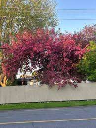 Parc Pierre-Le Moyne-D'lberville – Bild 2