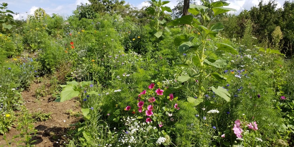 Paradies Oppenheim – Bild 4