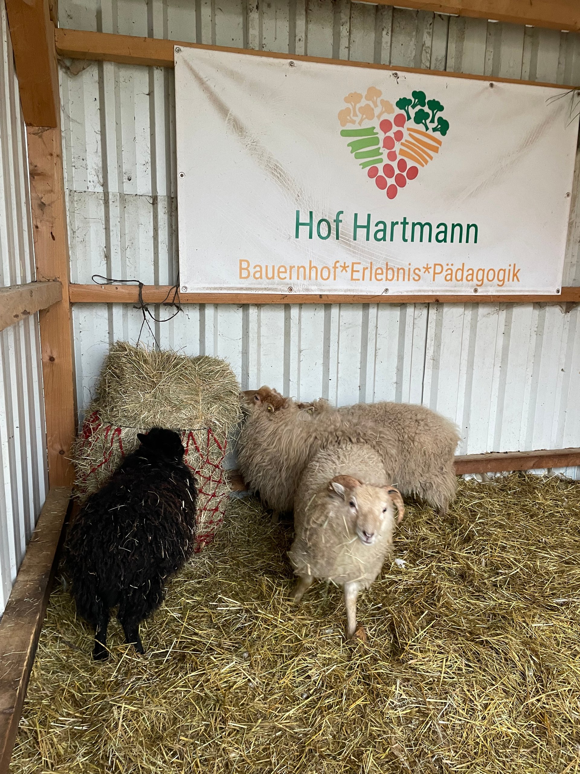 Bauernhoferlebnispädagogik Hof Hartmann – Bild 4