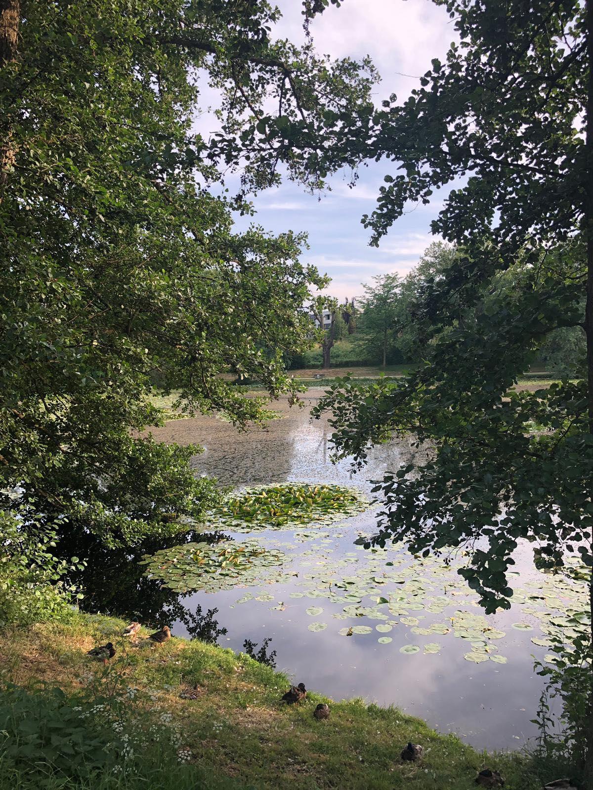 Mattheiser Weiher – Bild 2