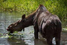 Moose Park – Bild 2