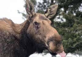 Moose Park – Bild 5