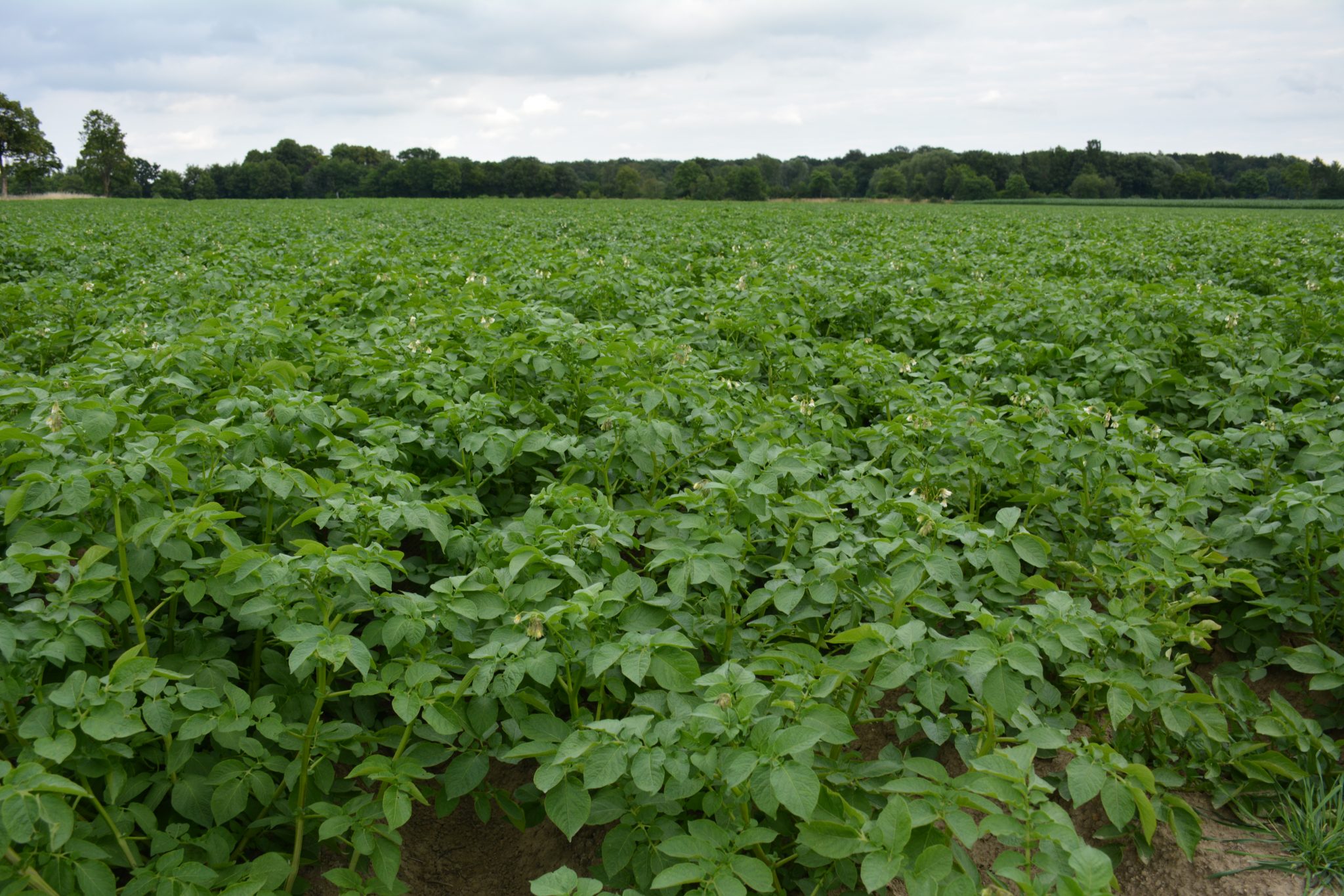 Hof Stratmann - Landwirtschaft mit Herz – Bild 6