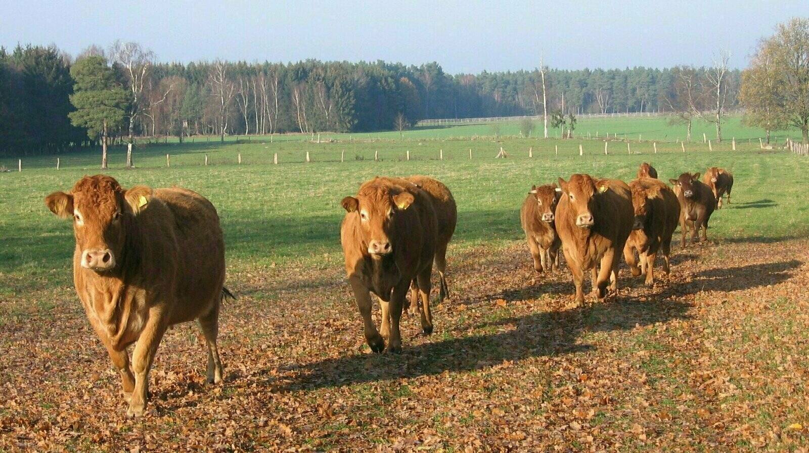 Hof Brockmann Weißenkamp GbR – Bild 6