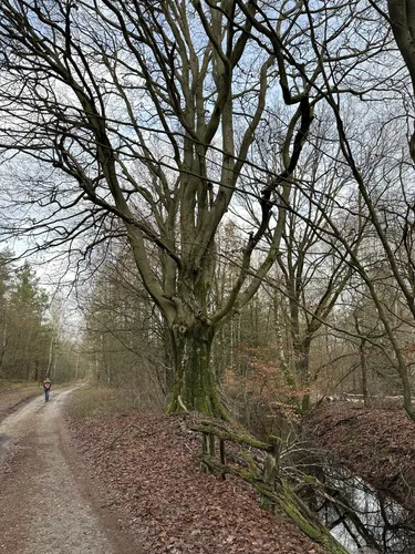 Klein Hehlen DirtbikeStrecke – Bild 4