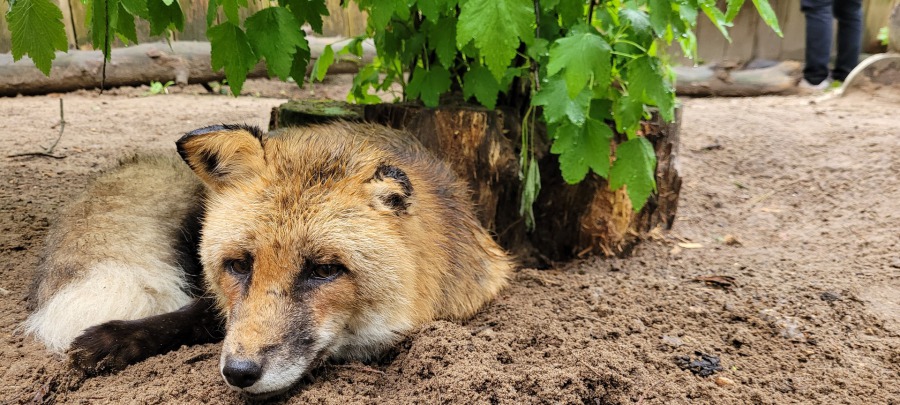 Tiergehege Eisenhüttenstadt – Bild 3
