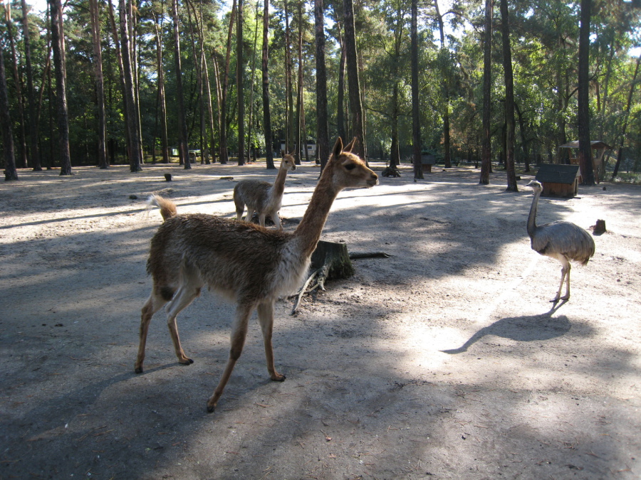 Tiergehege Eisenhüttenstadt – Bild 6