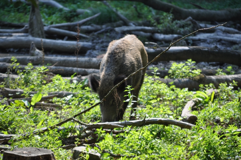 Wildgehege Leidenhausen – Bild 4