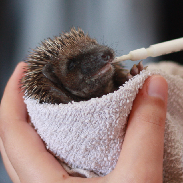 Wildgehege Leidenhausen – Bild 6