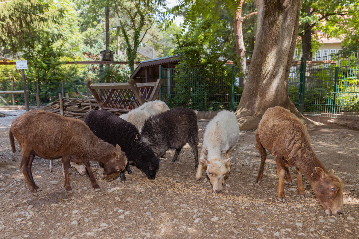 Tiergarten Staßfurt – Bild 3